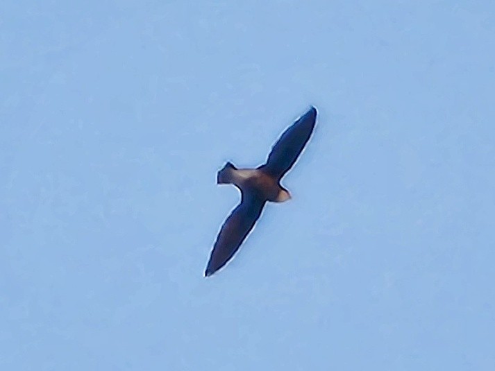 White-throated Needletail - ML632876405