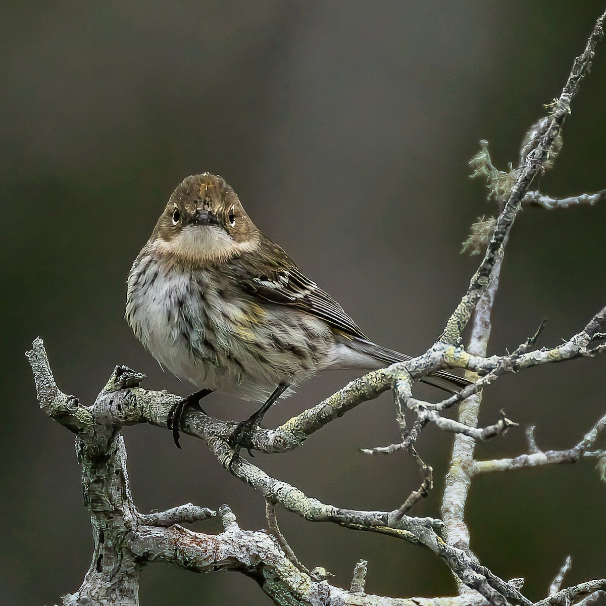 Yellow-rumped Warbler - ML632876406