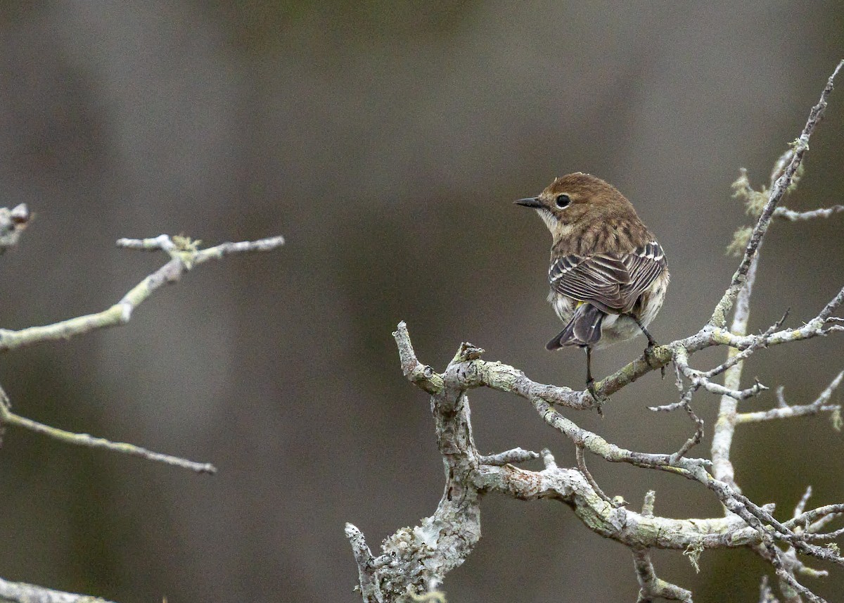Yellow-rumped Warbler - ML632876408
