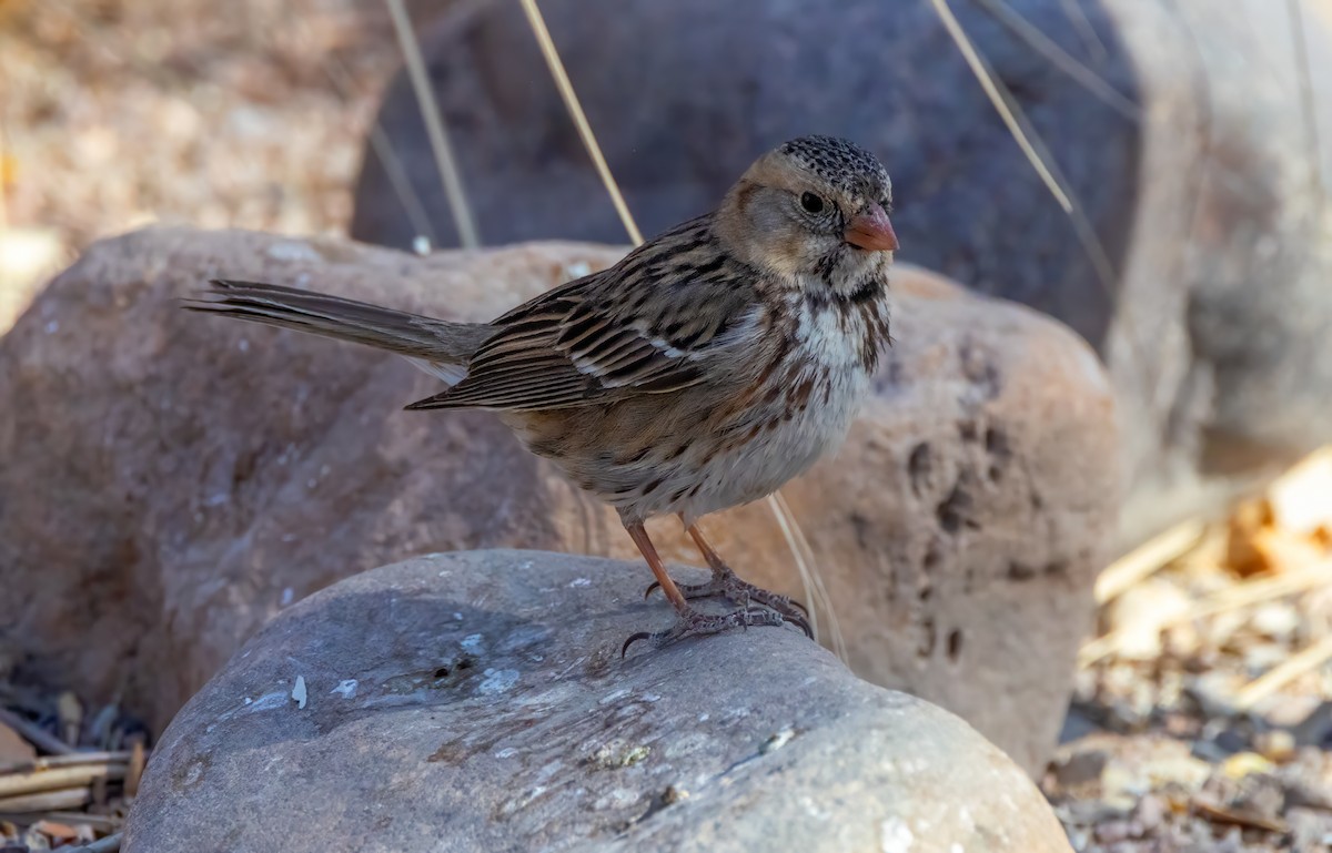 Harris's Sparrow - ML632876442