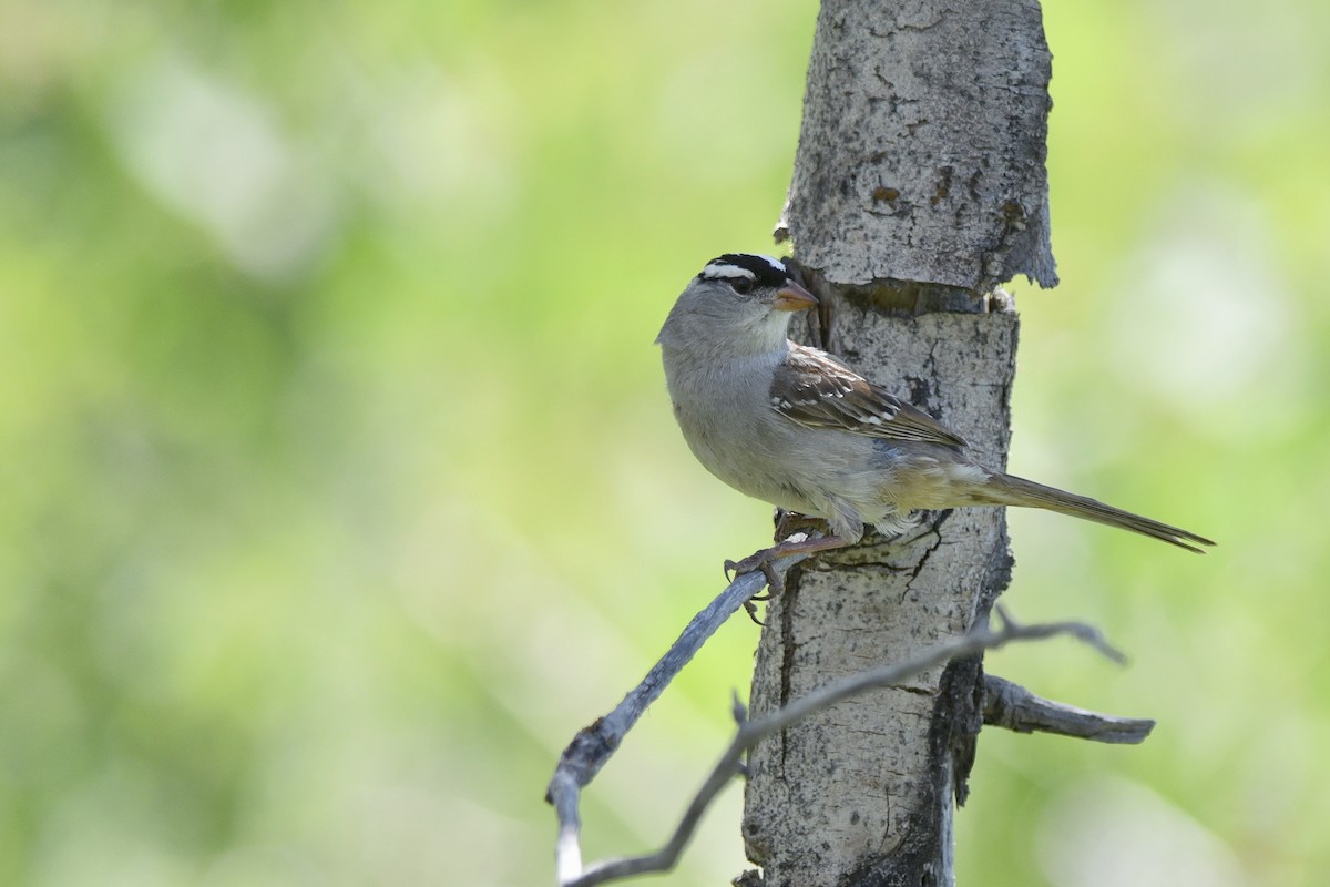 Dachsammer (leucophrys/oriantha) - ML632876527
