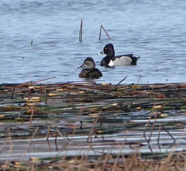 Ring-necked Duck - ML632876556