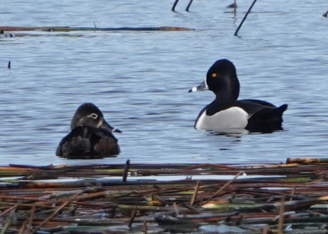 Ring-necked Duck - ML632876557