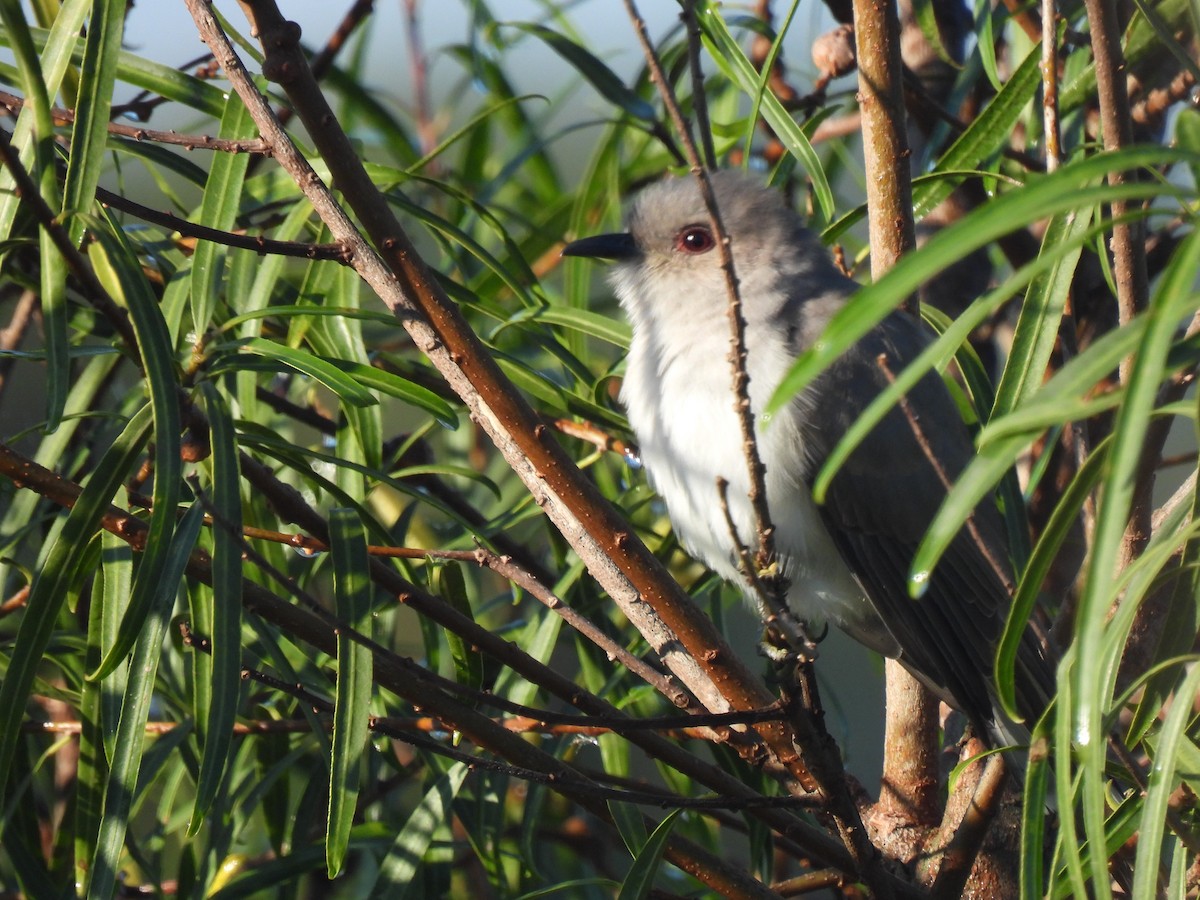 Ash-colored Cuckoo - ML632876578