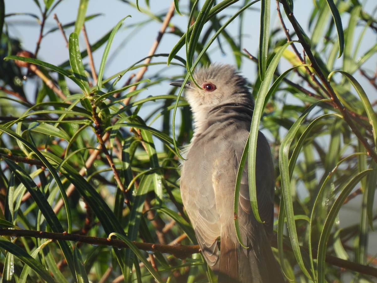 Ash-colored Cuckoo - ML632876581