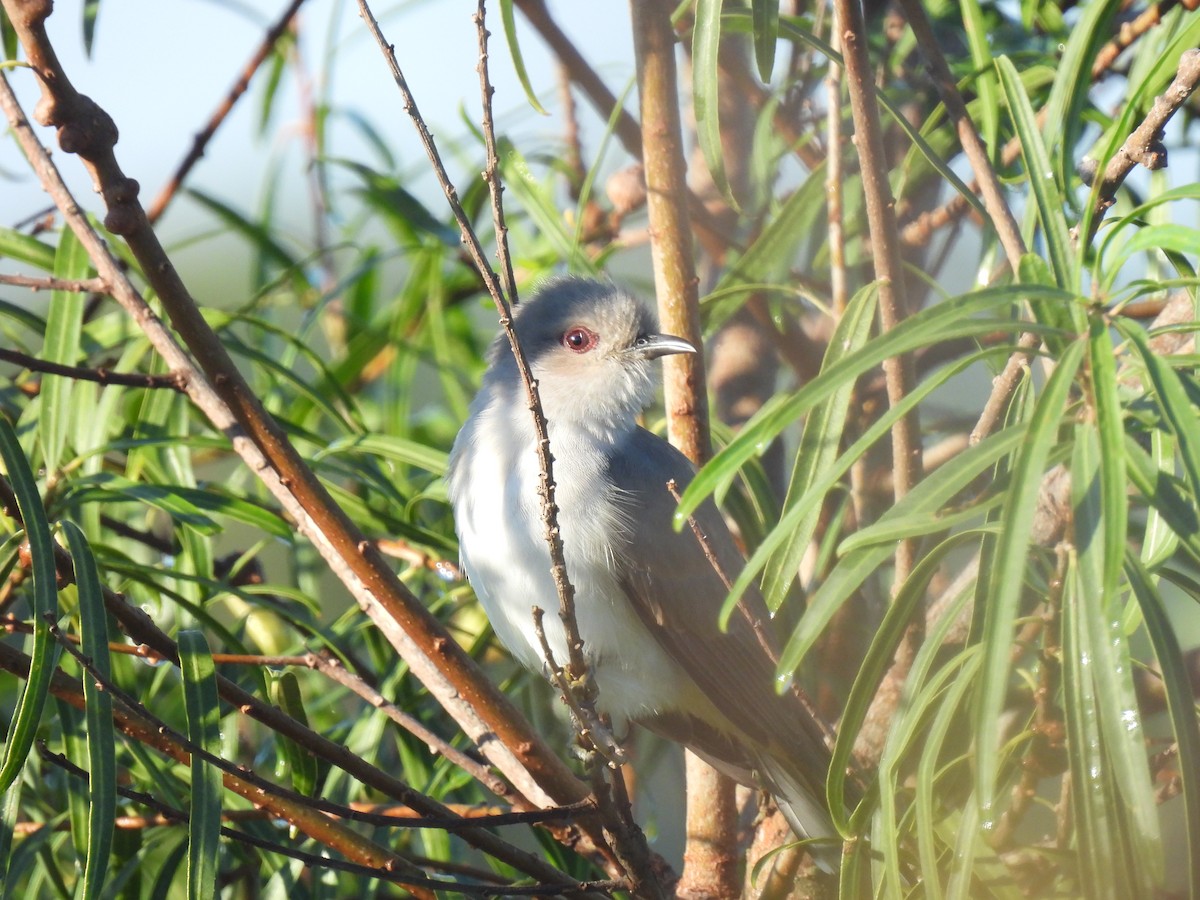 Ash-colored Cuckoo - ML632876583