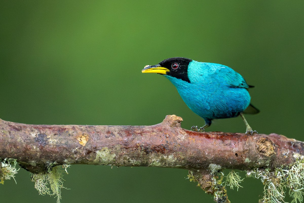 Green Honeycreeper - ML632876759