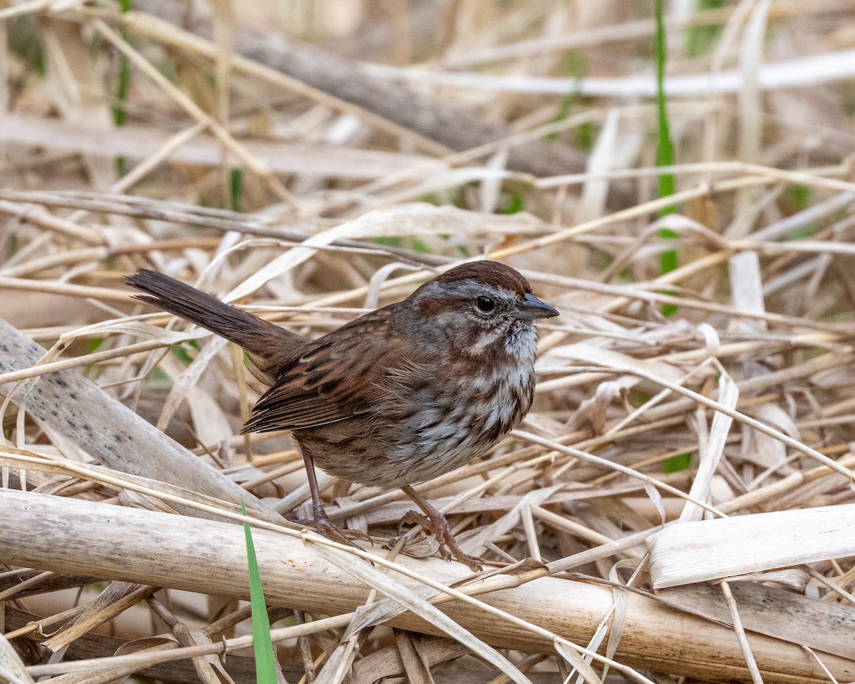 Song Sparrow - ML632876780