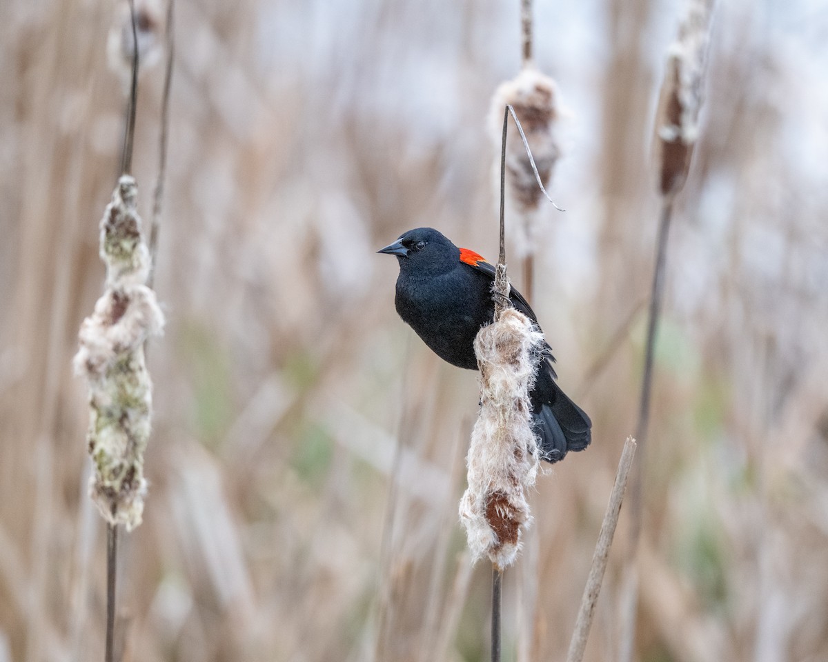 Red-winged Blackbird - ML632876930
