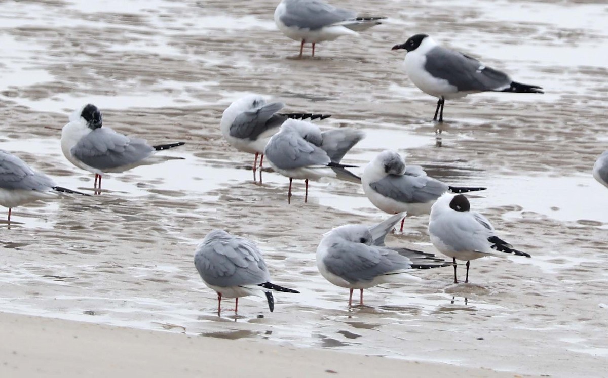Black-headed Gull - ML632876939