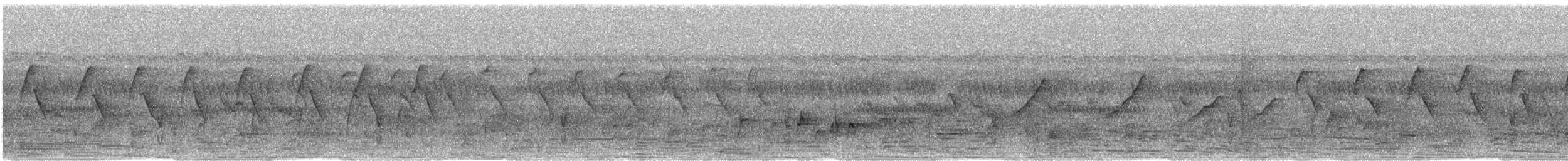 Autour tachiro (macroscelides) - ML632876957