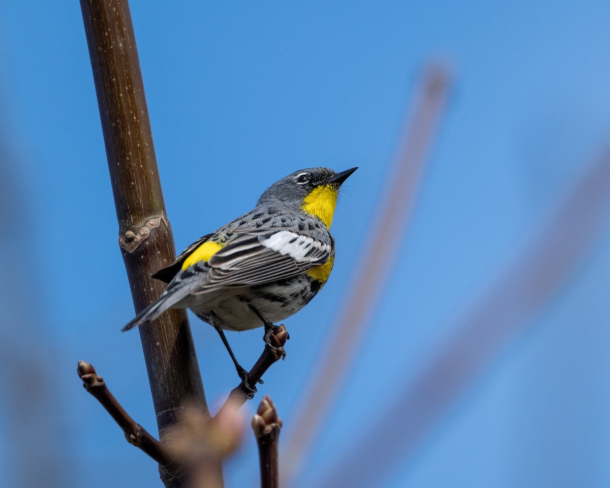 Yellow-rumped Warbler - ML632876967