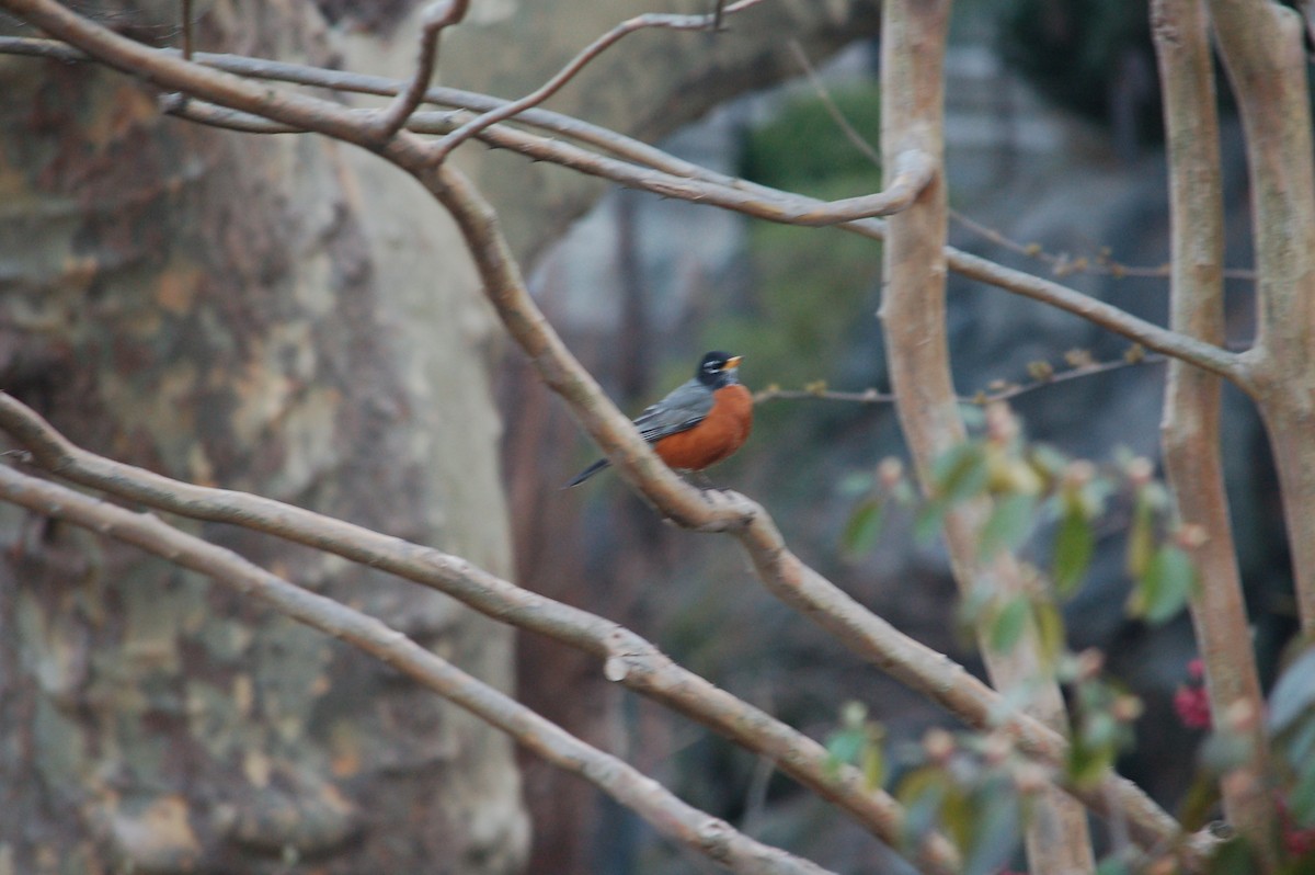 Zozo papargorria - ML632876970