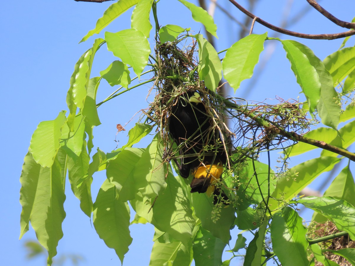 Yellow-rumped Cacique - Émilie Desfossés-Foucault