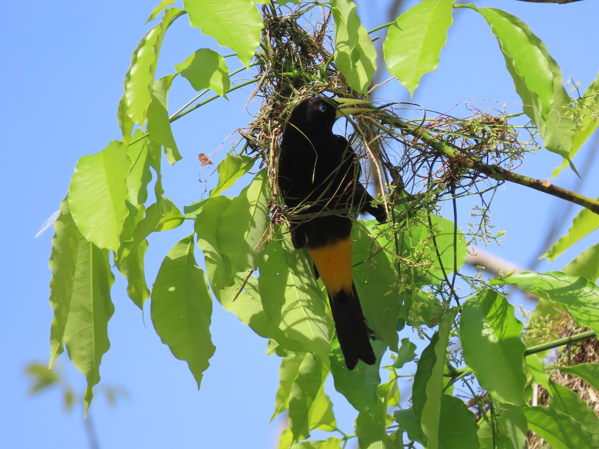 Yellow-rumped Cacique - Émilie Desfossés-Foucault