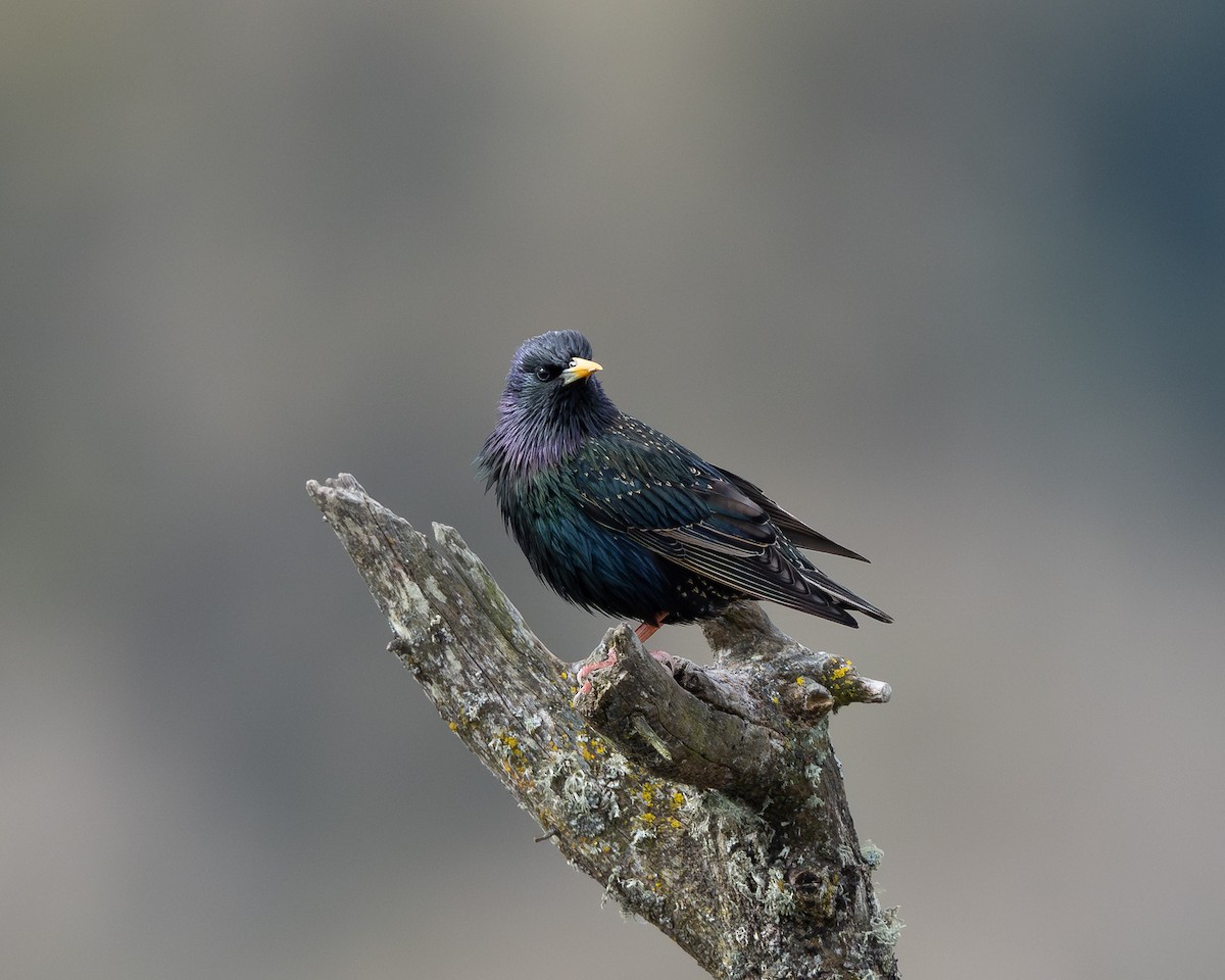 European Starling - ML632877135