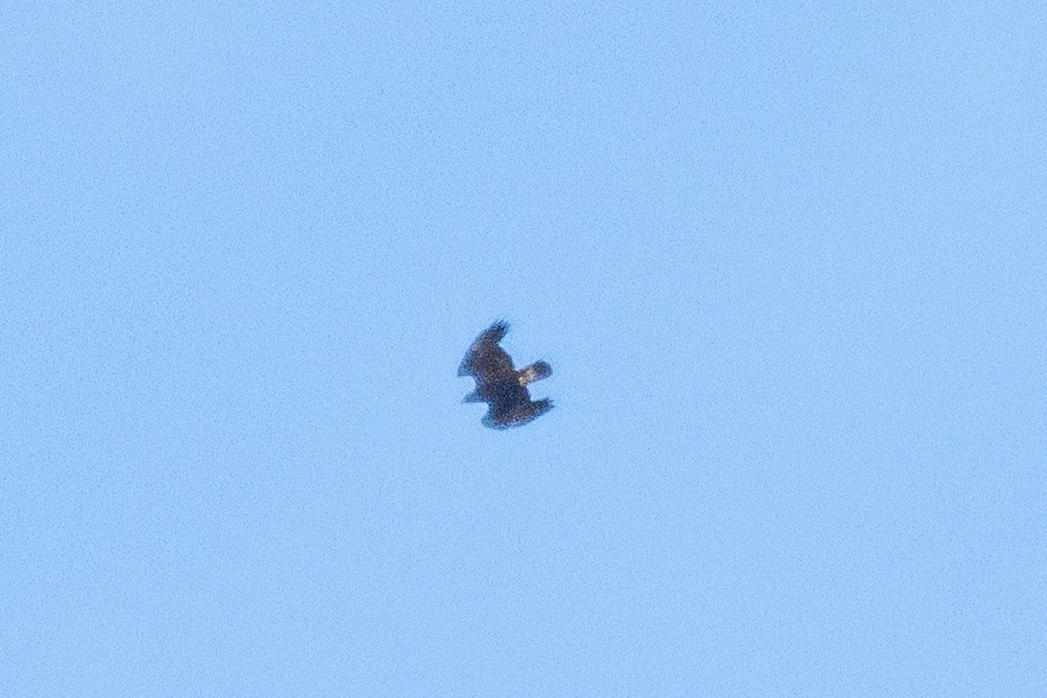 Golden Eagle - ML632877205
