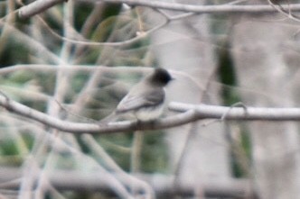 Eastern Phoebe - ML632877209
