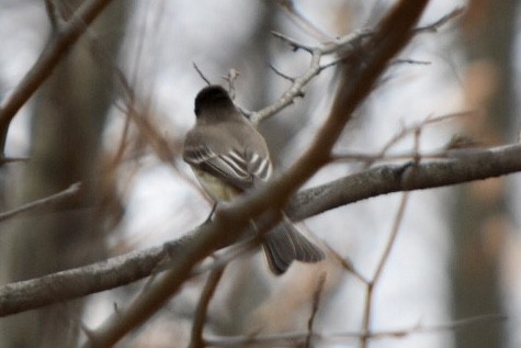 Eastern Phoebe - ML632877210