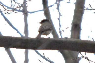 Eastern Phoebe - ML632877211