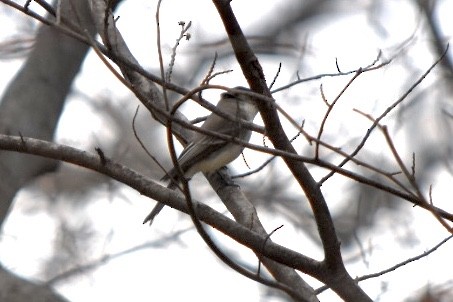 Eastern Phoebe - ML632877212
