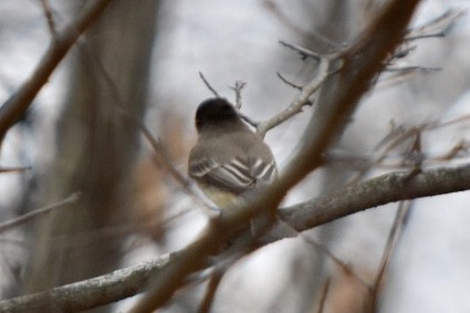 Eastern Phoebe - ML632877214