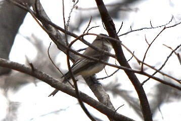Eastern Phoebe - ML632877215