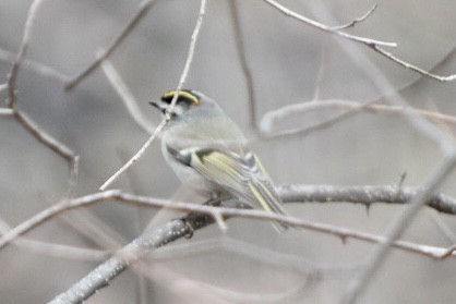 Golden-crowned Kinglet - ML632877242