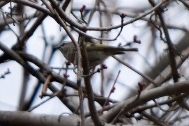 Golden-crowned Kinglet - ML632877243