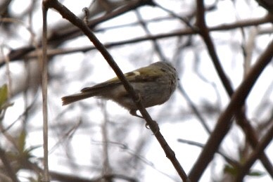 Golden-crowned Kinglet - ML632877244