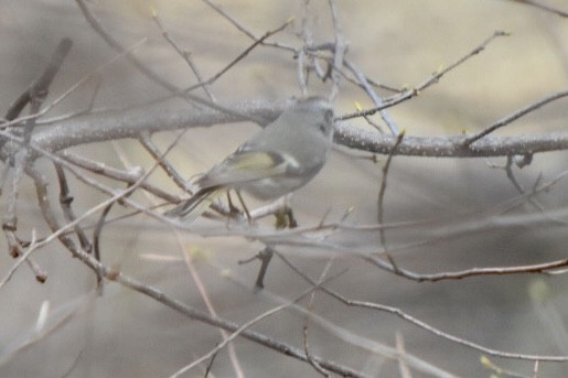 Golden-crowned Kinglet - ML632877245