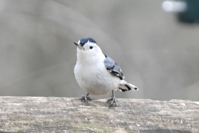 White-breasted Nuthatch - ML632877275