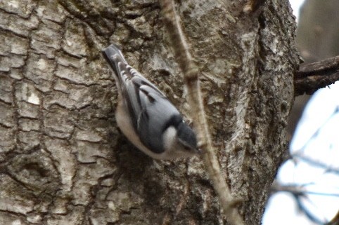 White-breasted Nuthatch - ML632877276