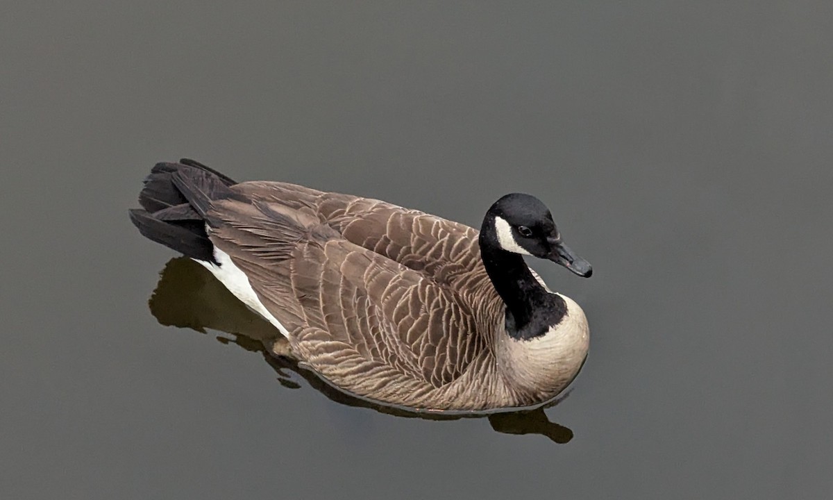 Canada Goose - ML632877312