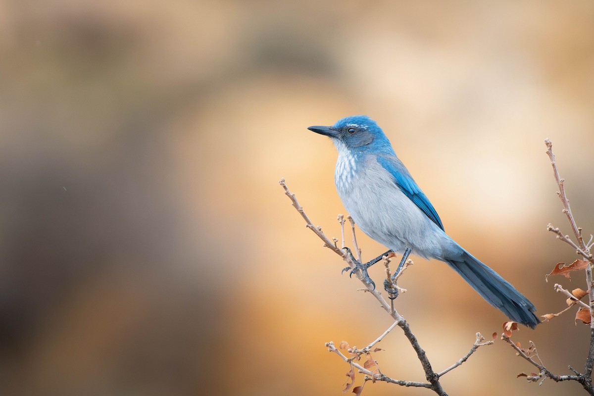 Woodhouse's Scrub-Jay - ML632877372