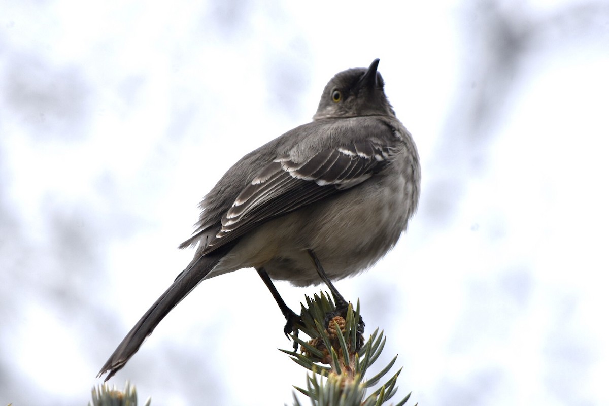 Northern Mockingbird - ML632877391