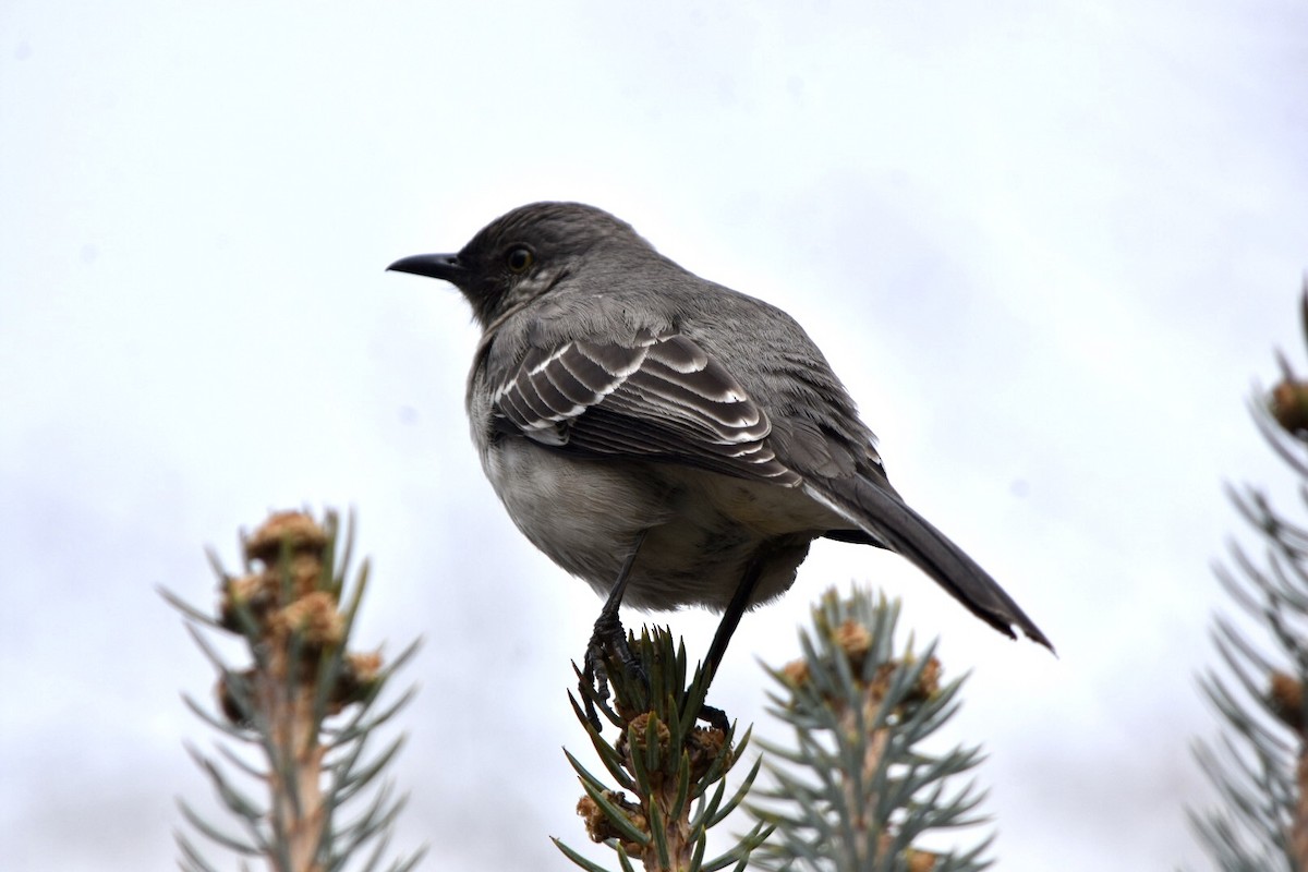 Northern Mockingbird - ML632877392