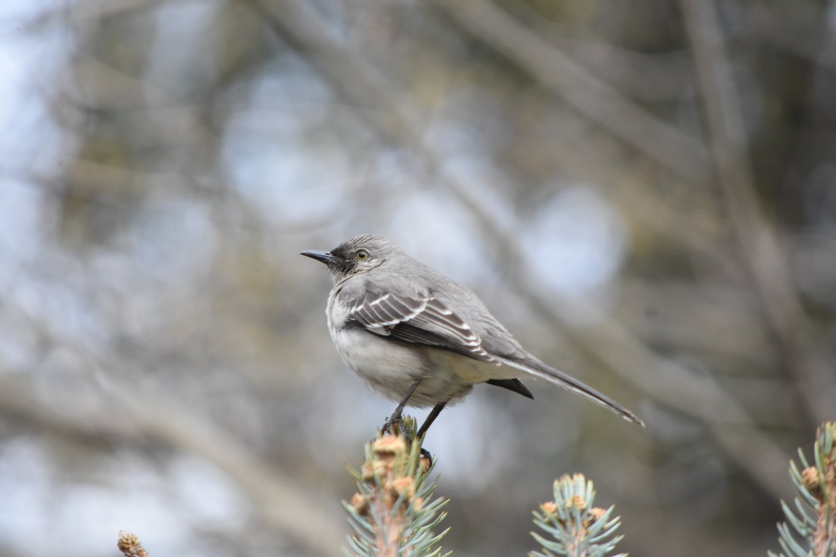 Northern Mockingbird - ML632877393