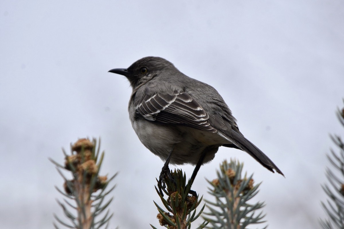 Northern Mockingbird - ML632877394