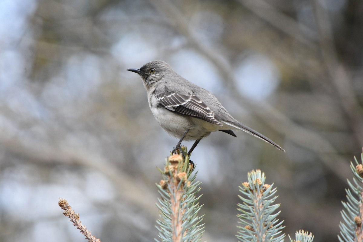 Northern Mockingbird - ML632877395