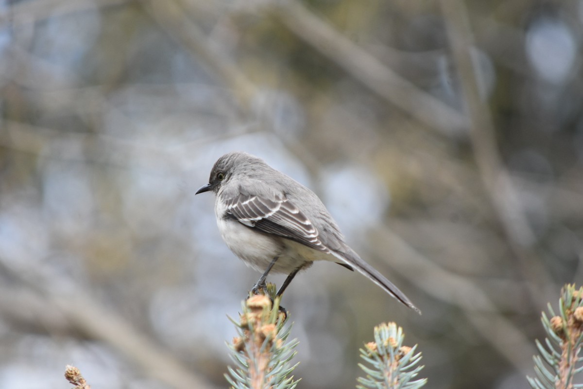 Northern Mockingbird - ML632877396