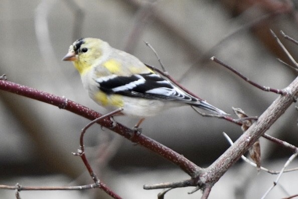 American Goldfinch - ML632877419
