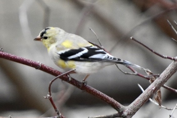 American Goldfinch - ML632877420