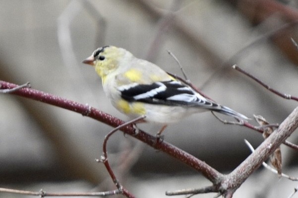 American Goldfinch - ML632877421