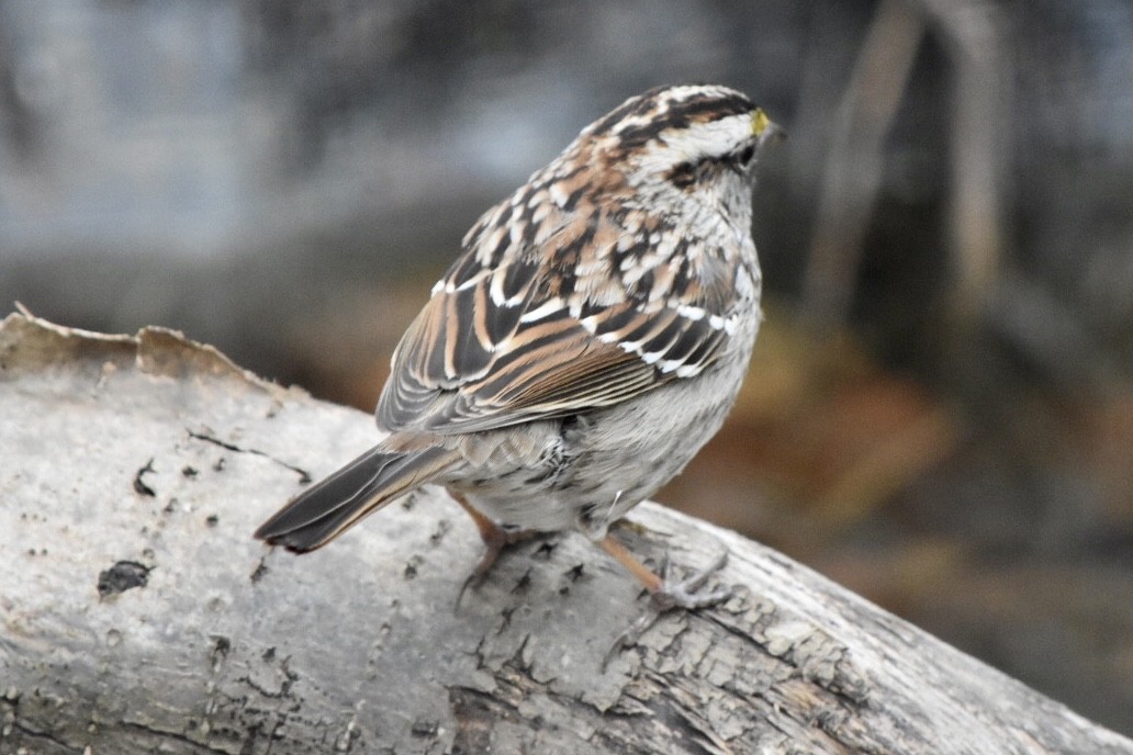 White-throated Sparrow - ML632877475