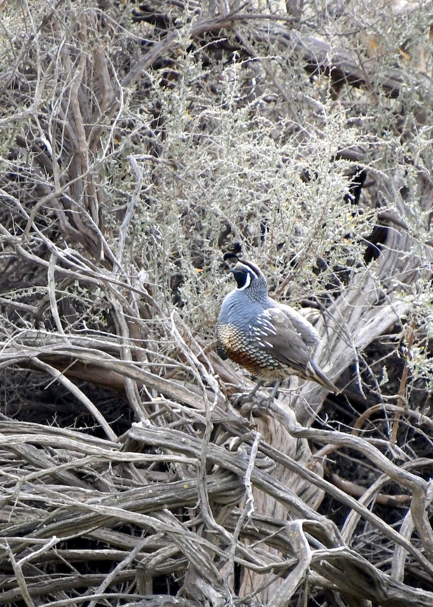 California Quail - ML632877494