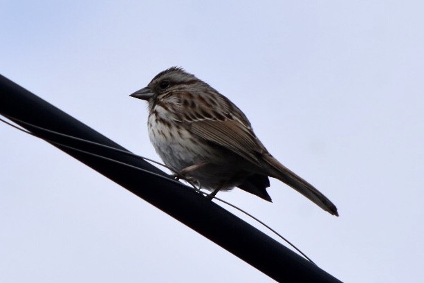 Song Sparrow - ML632877496