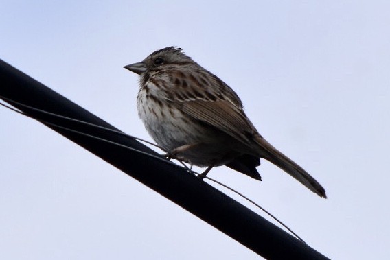 Song Sparrow - ML632877497