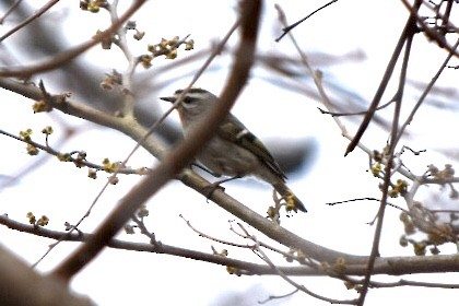 Golden-crowned Kinglet - ML632877512