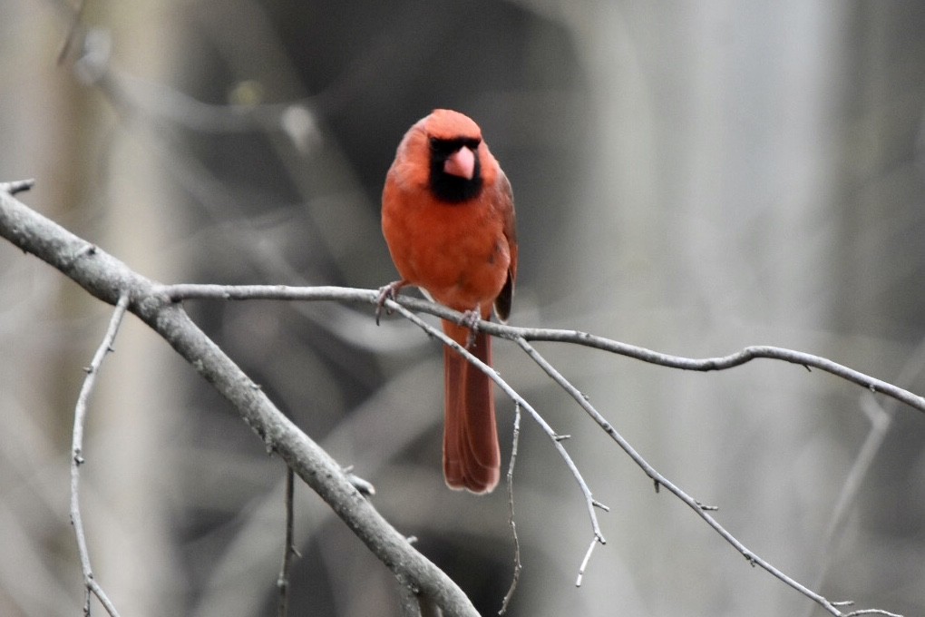 Northern Cardinal - ML632877531